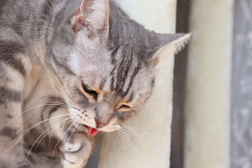 【獣医師監修】猫が吐くのは病気なの？考えられる理由と対処法