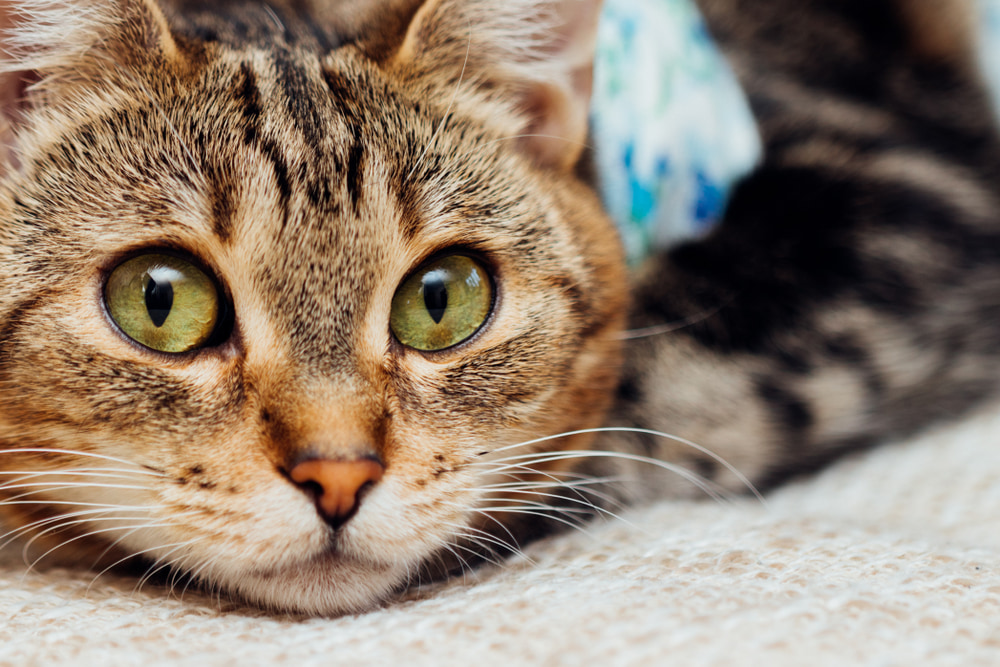 【獣医師監修】猫の避妊手術についてもっと知ろう