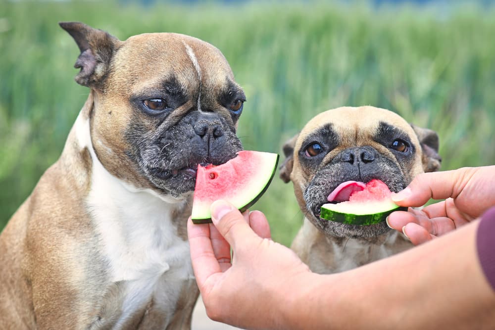 重要！犬に食べさせてはダメな果物とは？