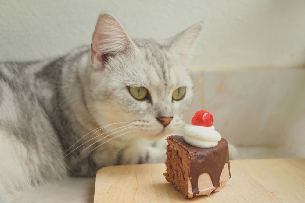 要注意！カカオが使われている食べ物