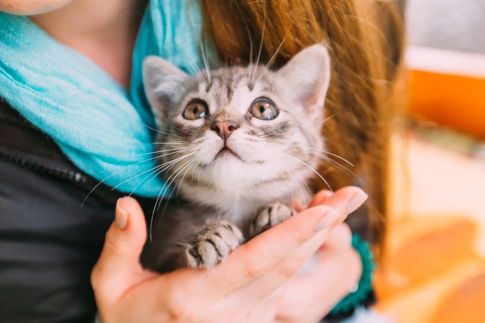 猫という生き物を迎えたからには