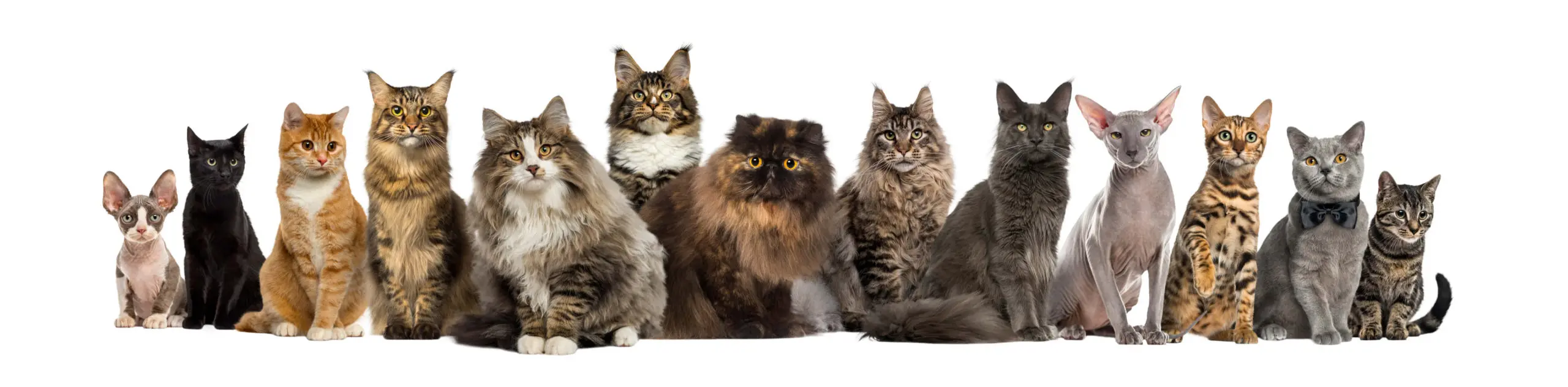 可愛い猫と暮らしたい！初心者でもわかる猫の選び方。人気の猫TOP5も