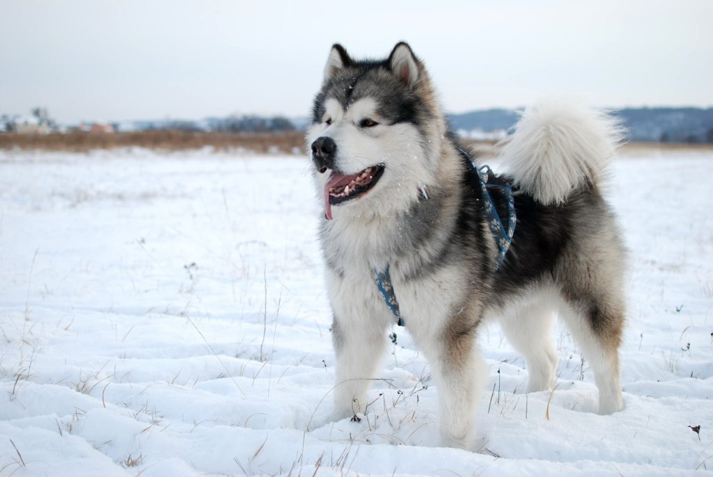 アラスカン・マラミュートってどんな犬？