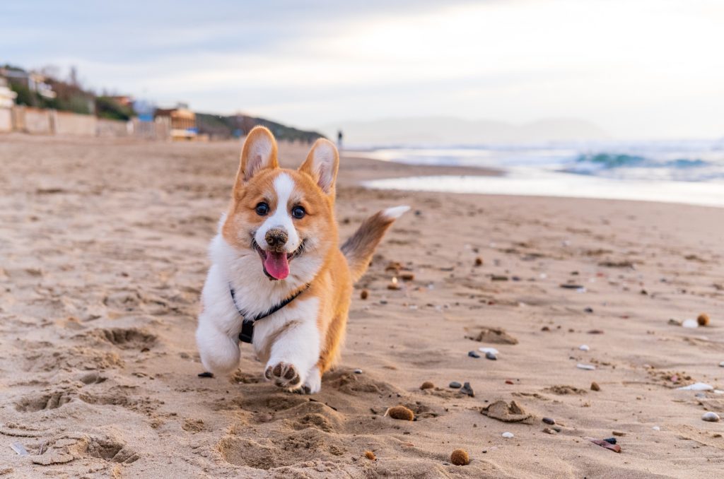 コーギーってどんな犬？ペンブロークとカーディガンの違い