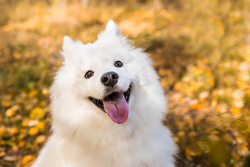 サモエドってどんな犬？