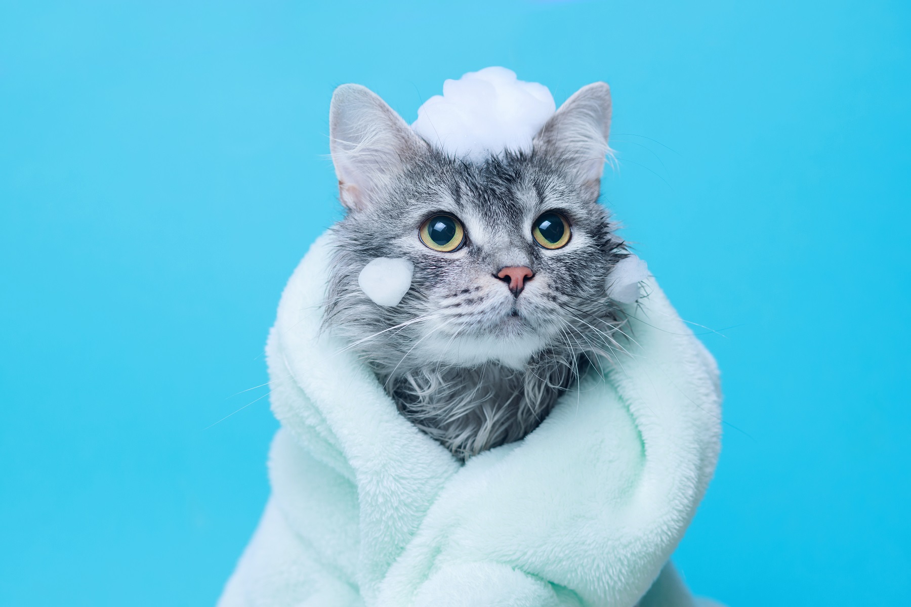 【獣医師監修】猫にシャンプーは必要ない？知っておきたい知識をご紹介
