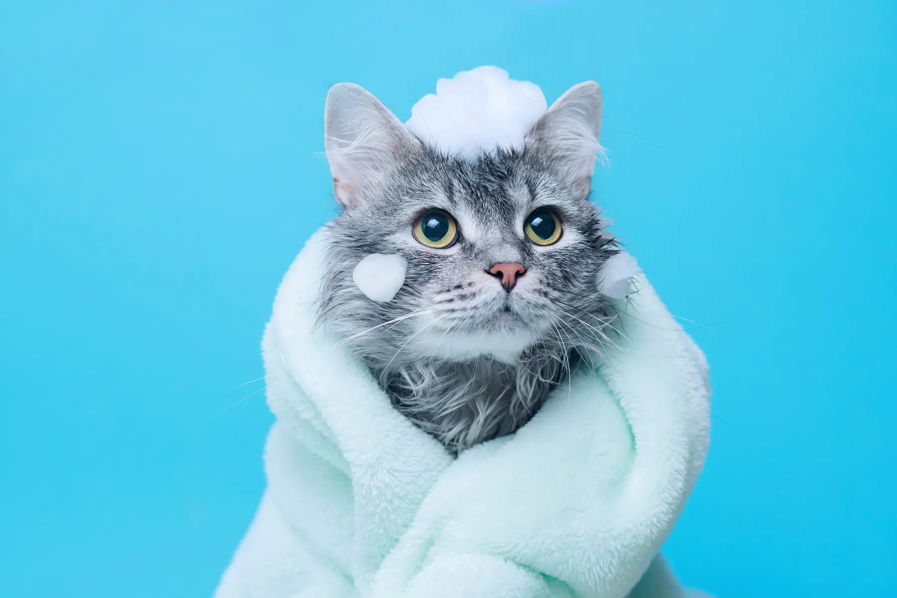 ねこ様 おまとめ中 専用ページ （獣医師監修】猫はどんな動物