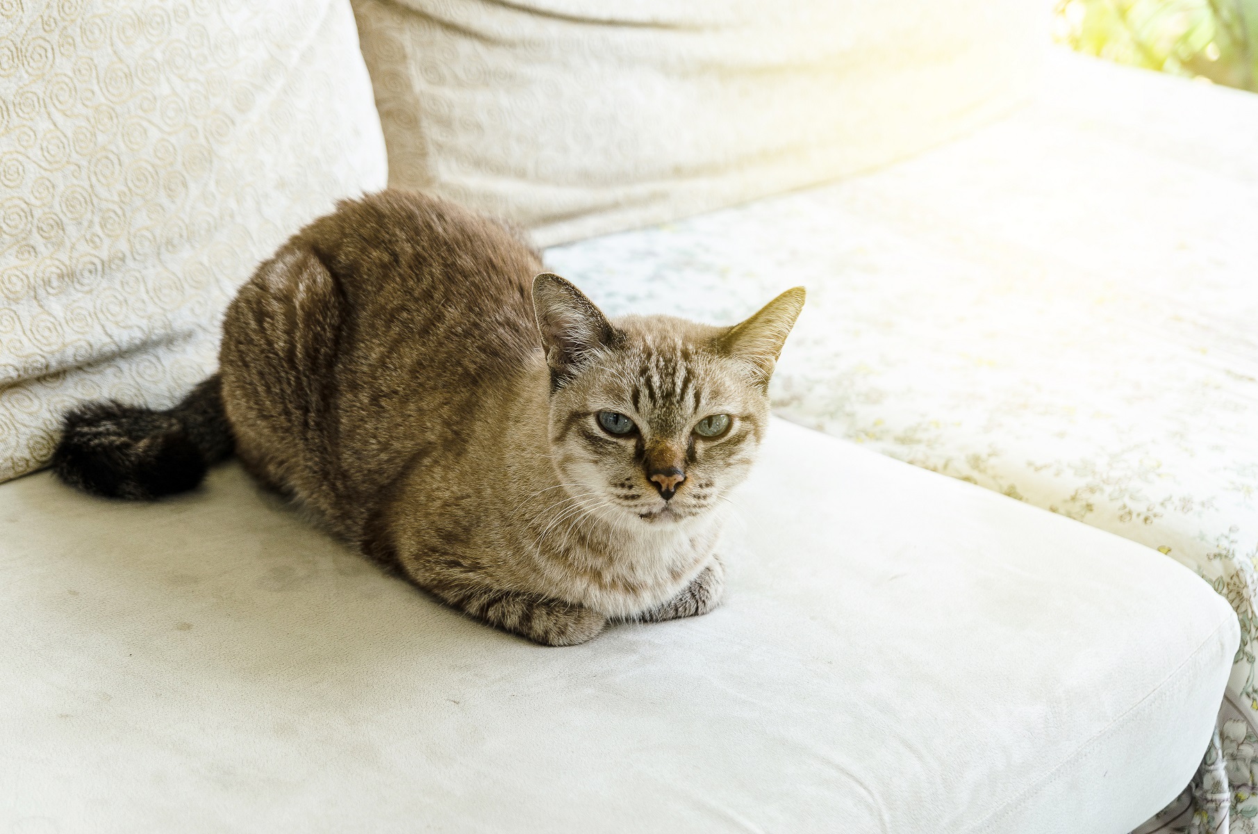 【獣医師監修】なぜ香箱座り？猫の姿勢から読み取る愛猫の気持ち