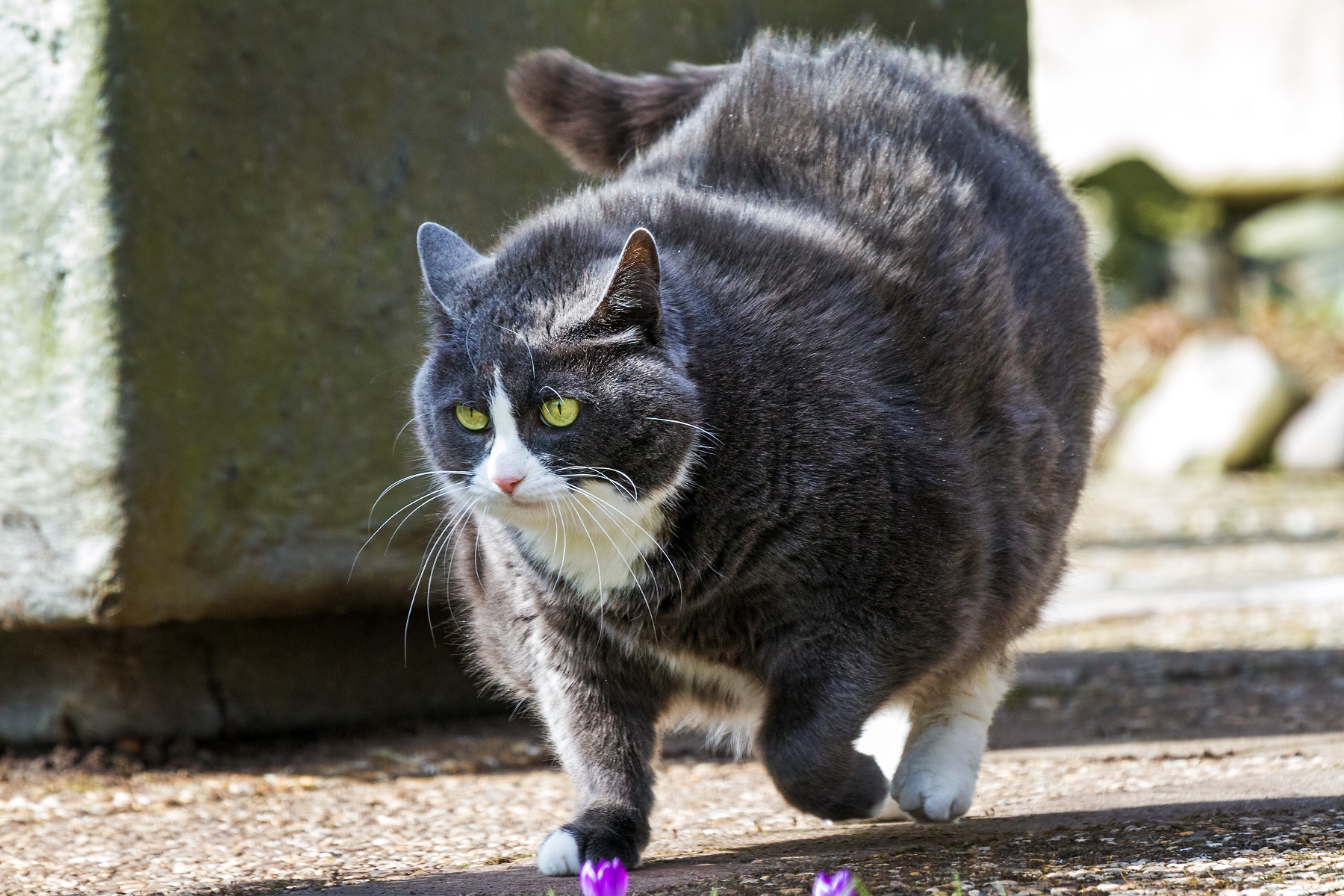 【獣医師監修】犬や猫もダイエットが必要？肥満にならないようにカロリー計算をしよう｜連載「獣医さんが教える愛犬・愛猫のごはんのキホン」vol.2