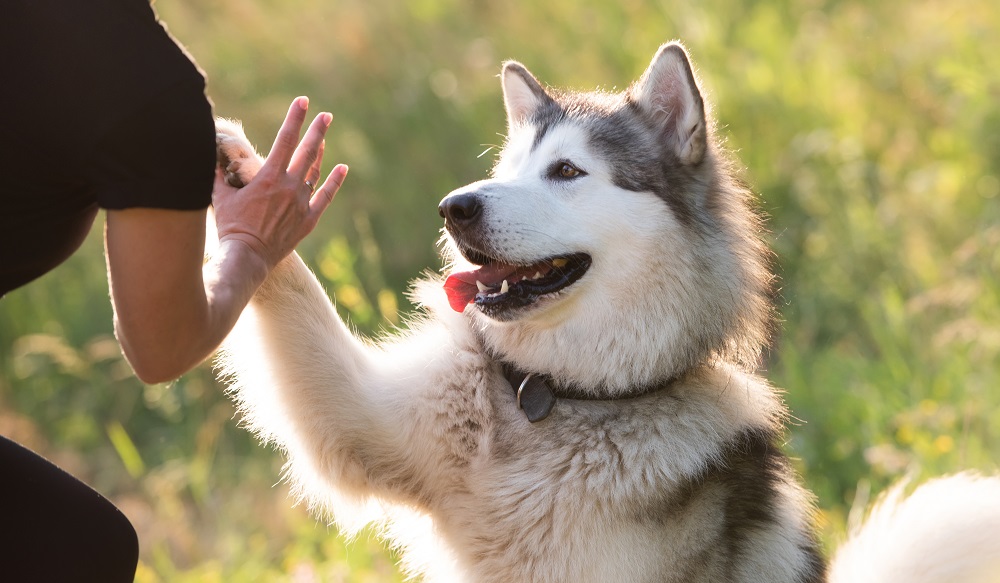 アラスカン・マラミュートの飼い方のポイント