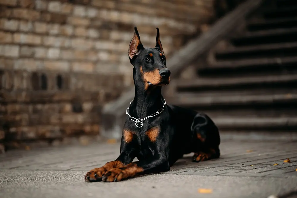大型犬のドーベルマンの性格、寿命、抜け毛は？飼い方や病気、費用を