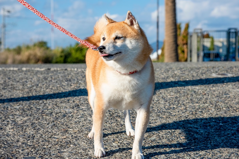 豆柴（柴犬）の飼い方のポイント