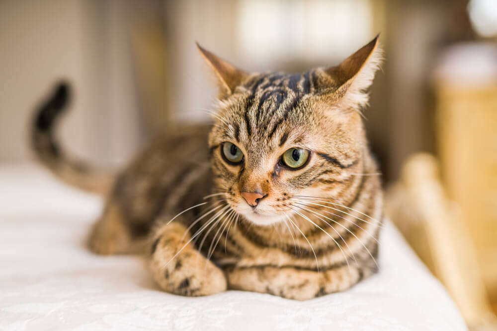 猫の姿勢による気持ちの読み取り方