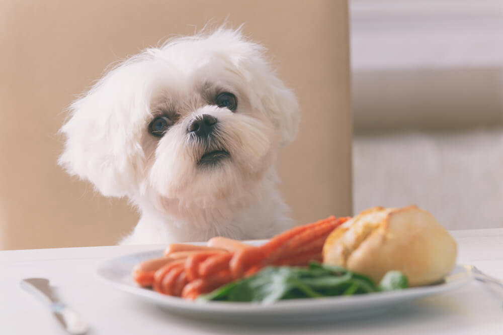 愛犬・愛猫がカロリーオーバーしていないか、計算してみよう。