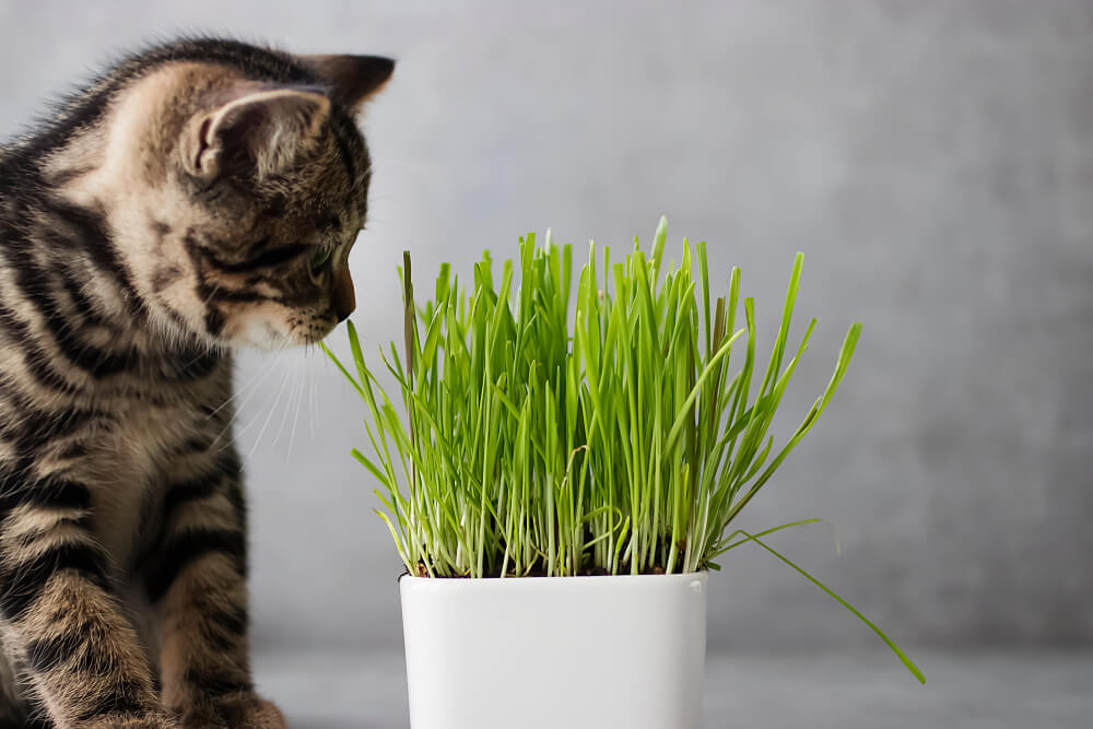 【獣医師監修】猫草って何？与えない方がいい理由とは？