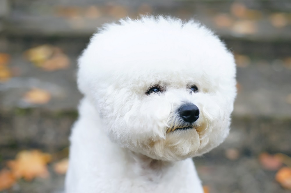 ビション・フリーゼの飼い方のポイント