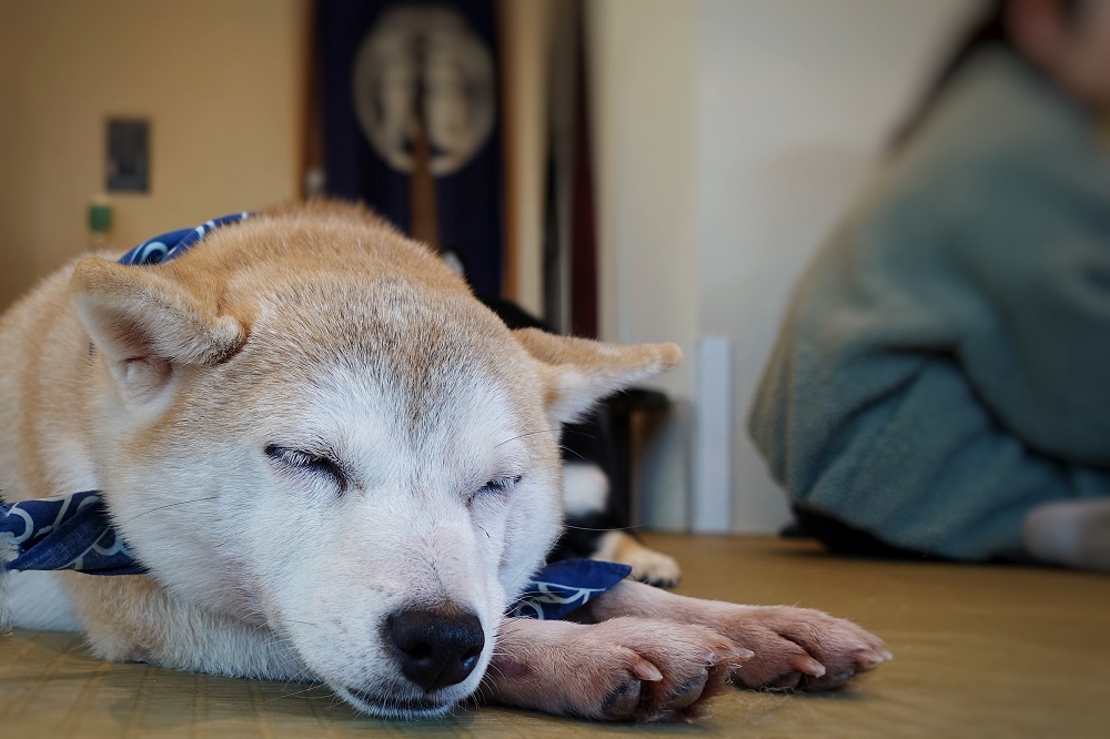 豆柴（柴犬）の平均寿命