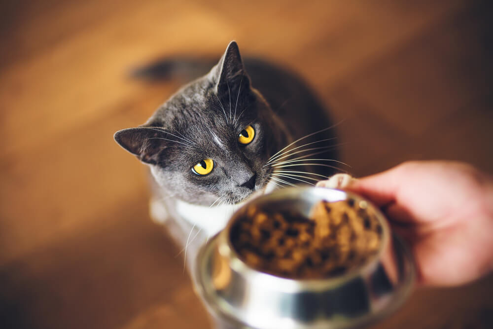 犬猫のごはん食を考える上で「国際的動物福祉の基本（5つの自由について）」を知ろう。