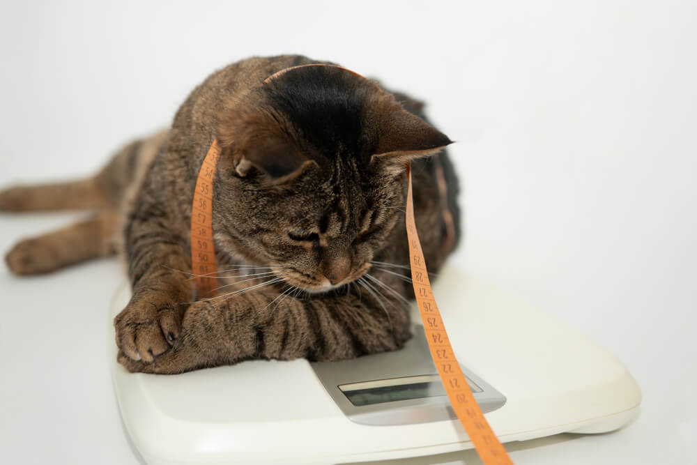 犬猫の正しいダイエット方法を知ろう