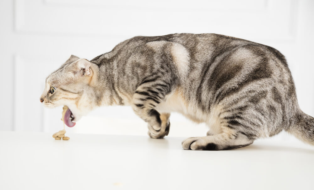 猫草を与えるデメリットとは