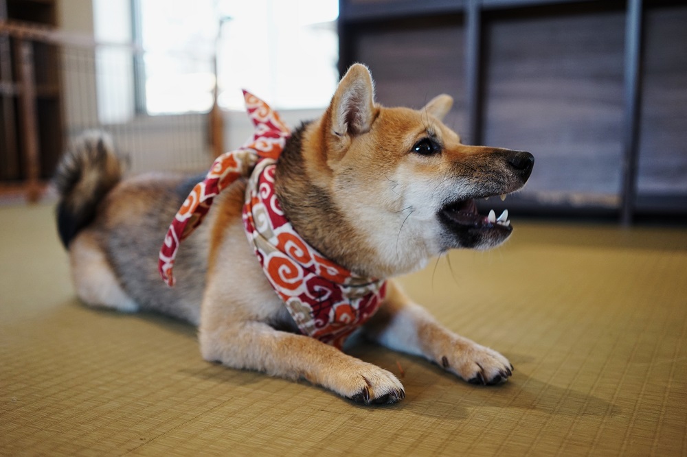 豆柴（柴犬）の注意しておきたい病気