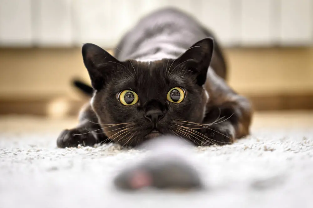 獣医師監修】かわいい猫パンチにも種類がある？猫の気持ちや危険性を