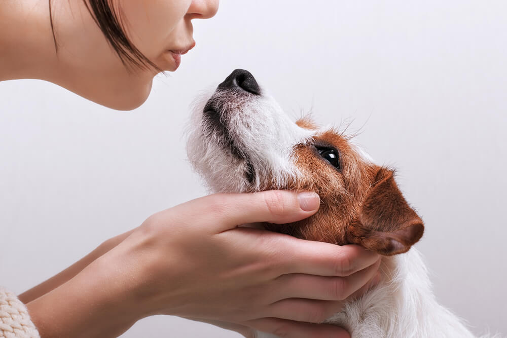 犬に苦痛を与えないマズルコントロールの方法