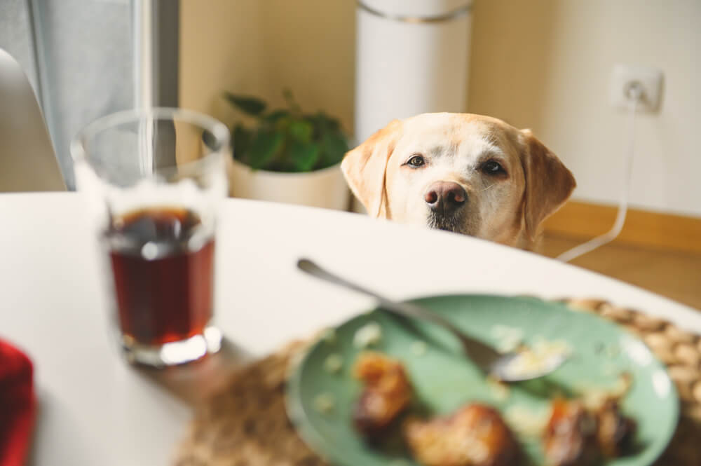 犬猫のダイエットに失敗する原因