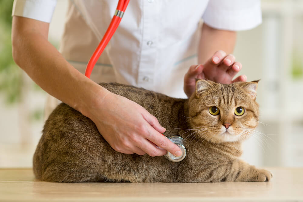 猫の”ふみふみ”が誤飲につながる場合も