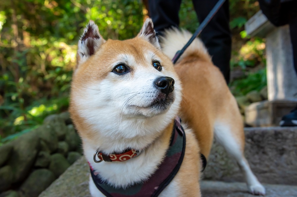 豆柴（柴犬）を家族に迎える方法と費用