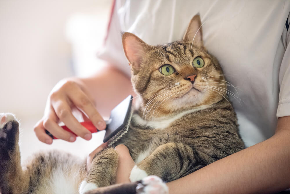 猫草を食べ過ぎるとどうなる？もし嘔吐・下痢をしたらどうすればいい？