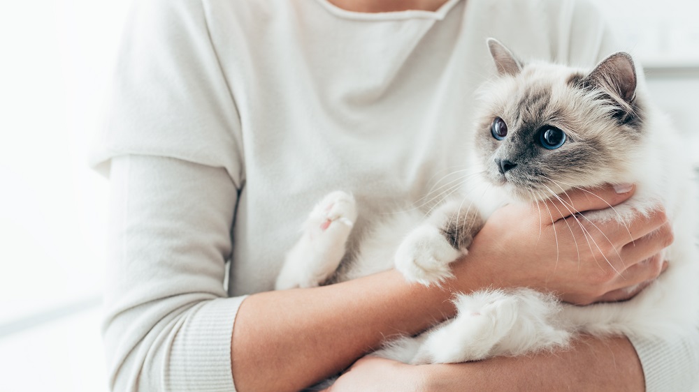 猫を家族に迎える方法と費用