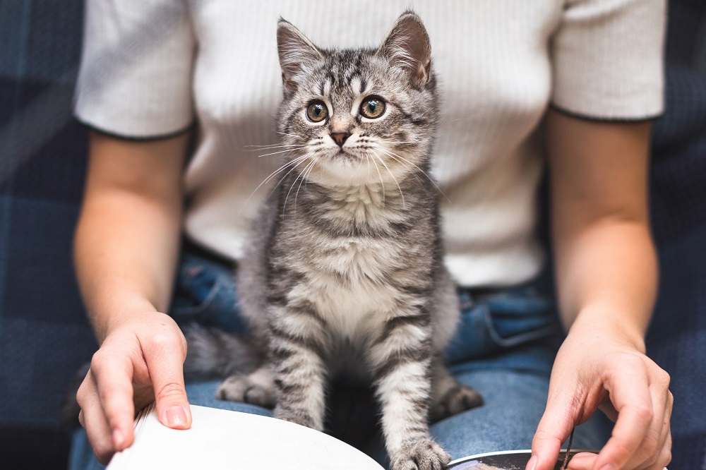 1カ月にかかる飼育費用は?