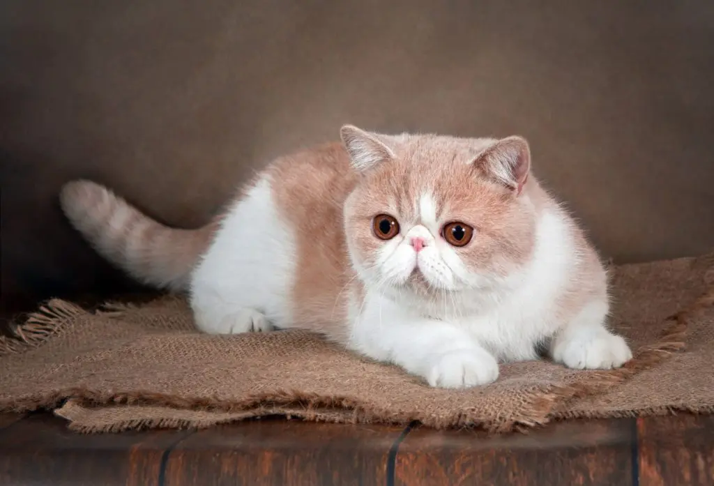 猫のエキゾチックショートヘアの性格や寿命は？相場価格もご紹介