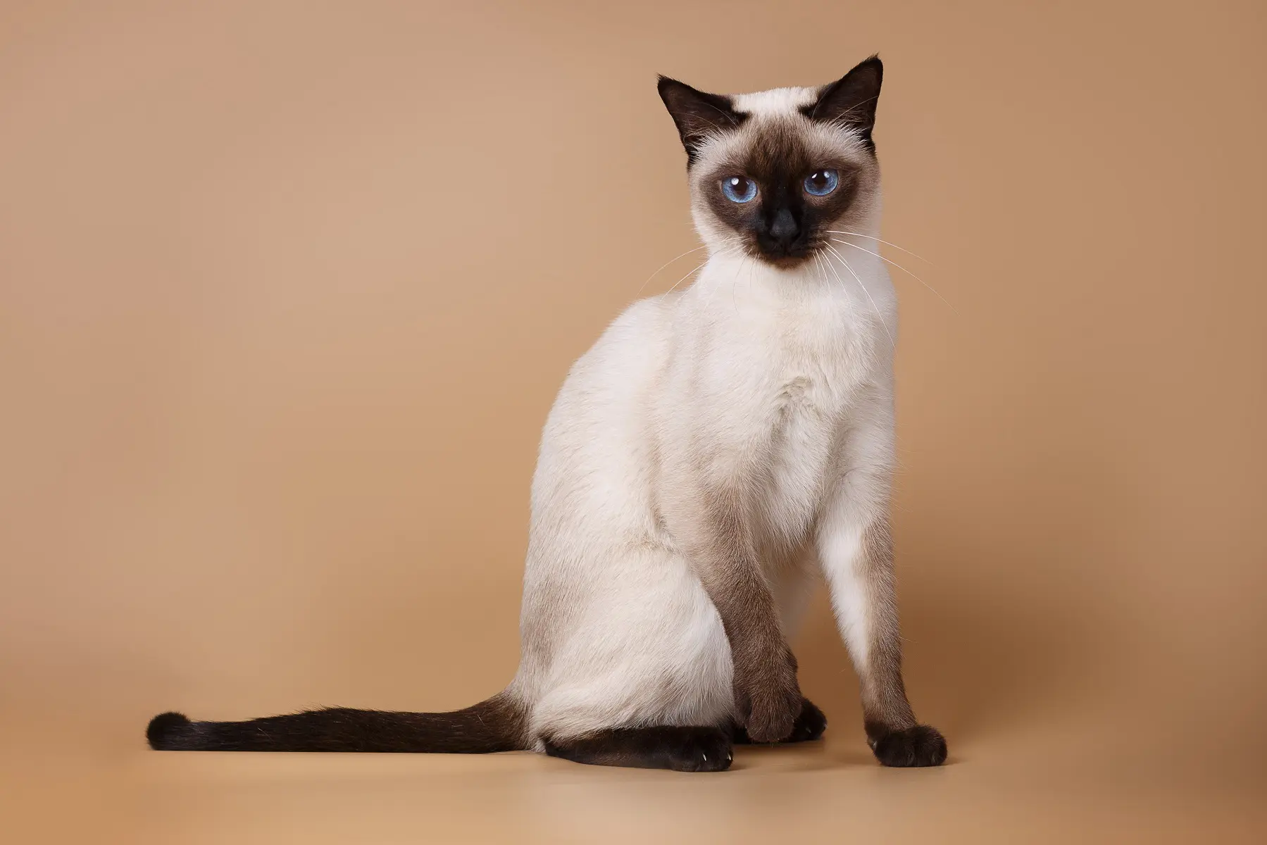 60+ 猫 画像 21 シャム猫(サイアミーズ)ってどんな猫?美しいだけじゃない、性格や飼い方をご紹介 | ペットニュースストレージ(ペット&ファミリー損保)