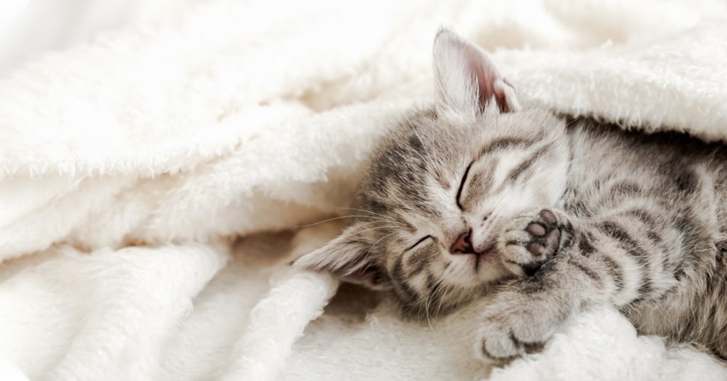 猫はよく寝る動物？猫に適切な睡眠時間とは？