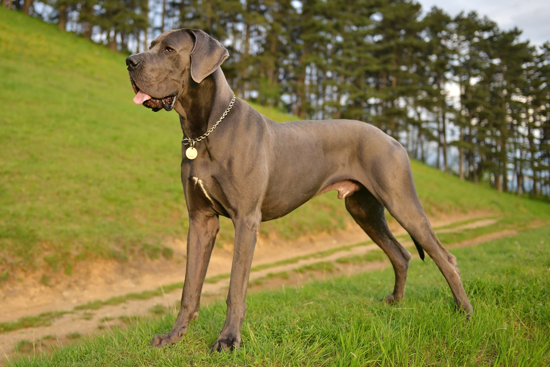 大きな家庭犬グレート・デーンの飼い方や特徴