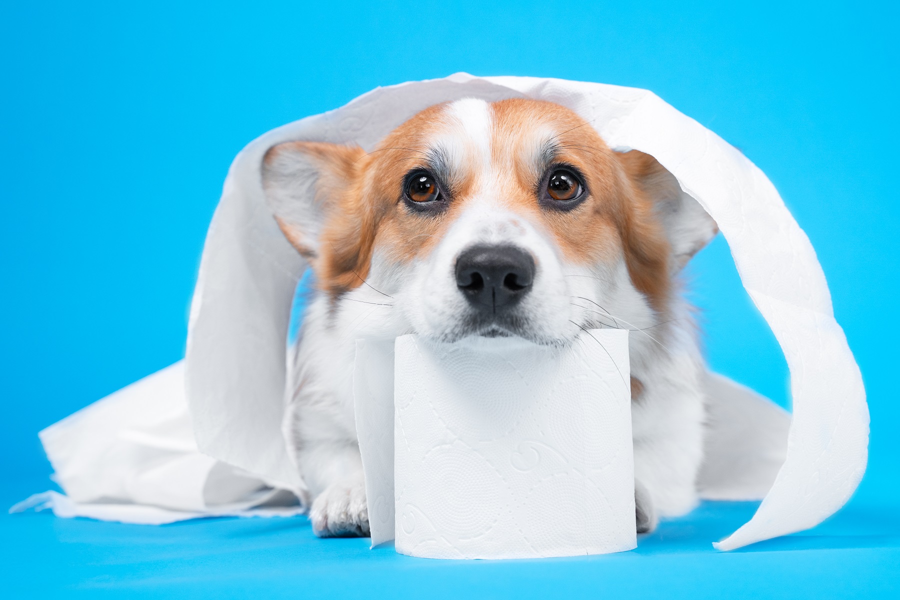 【獣医師監修】犬はどんな時に下痢になるの？予防と原因や対処法、病院に行くべき症状を解説