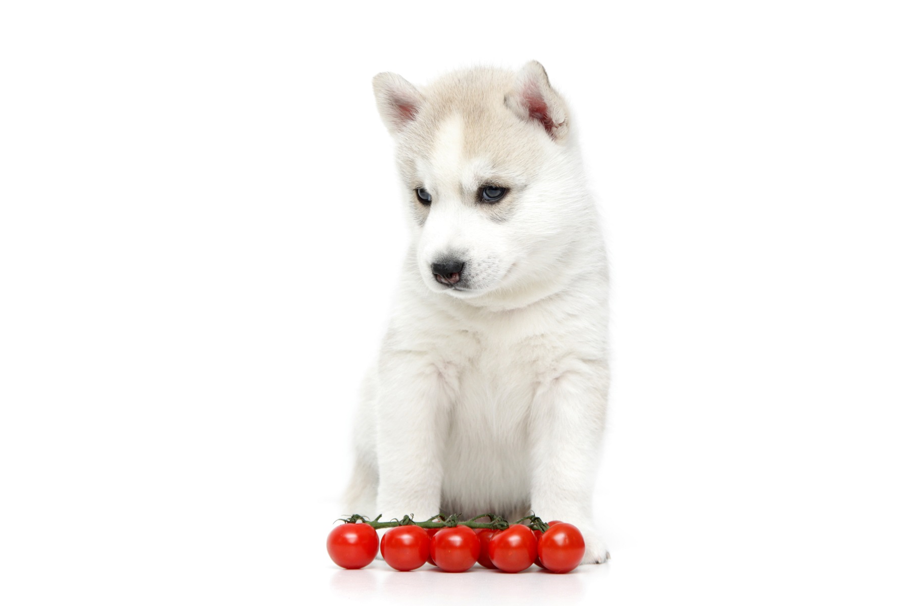【獣医師監修】犬にトマトを与えても大丈夫？知っておきたい注意点と基礎知識