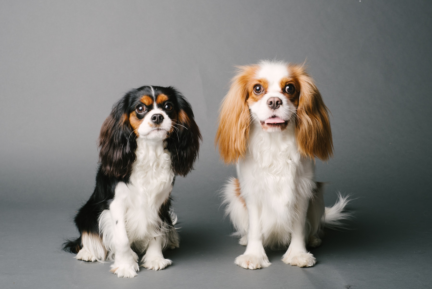 イギリス生まれの愛玩犬。キャバリアの魅力と暮らし方のポイント