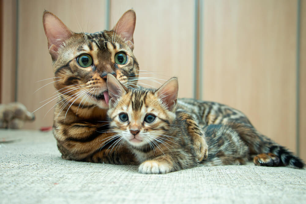 ベンガルの飼い方のポイント