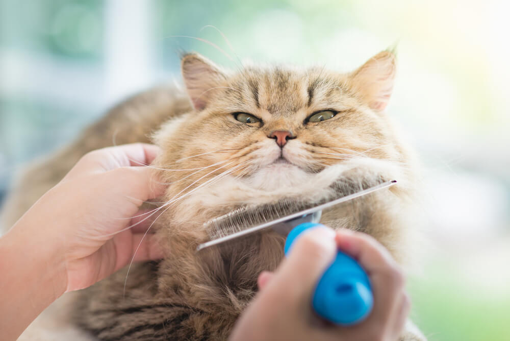 ペルシャ猫の飼い方のポイント