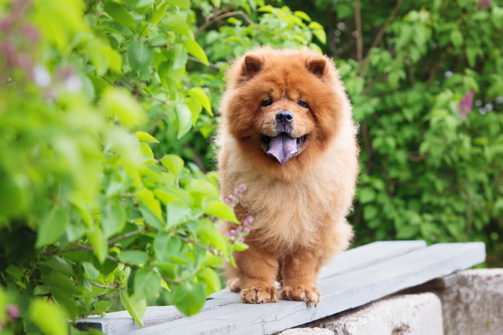 チャウ・チャウの飼い方のポイント