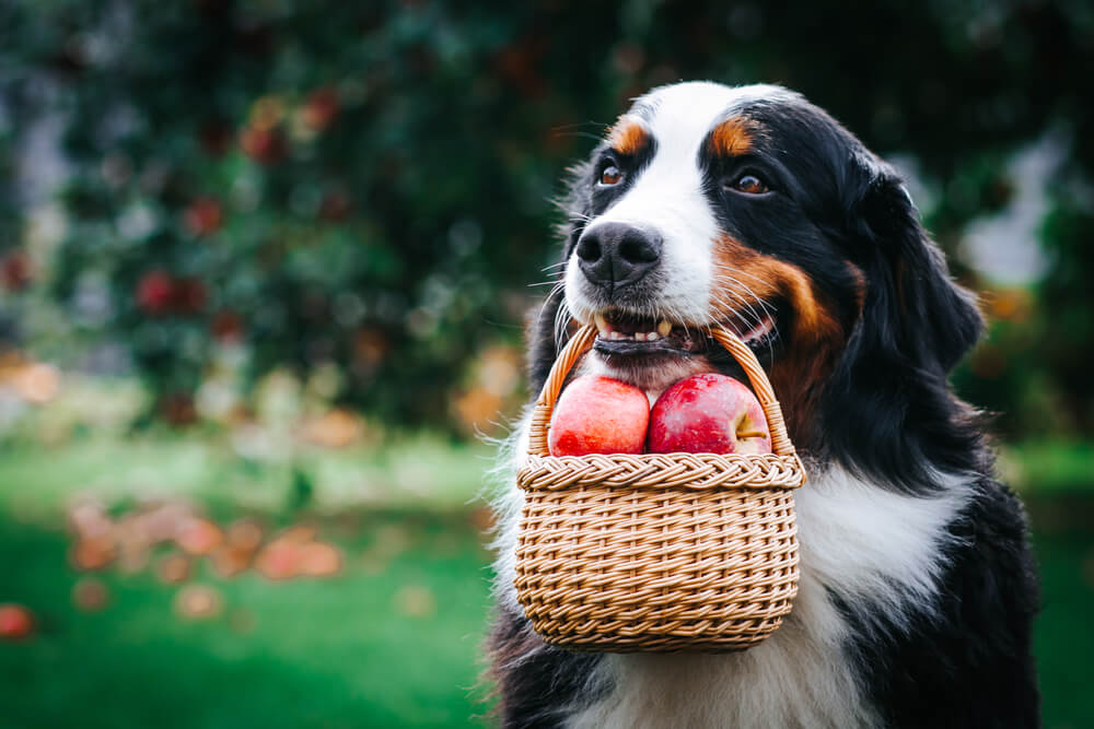 りんごは犬の体に良いの？