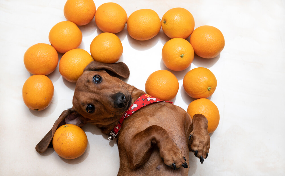 柑橘類が好きかどうかは犬の好みによる