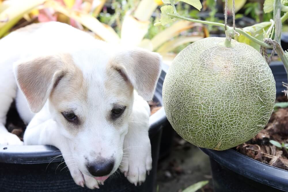 メロンは犬の体に良いの？