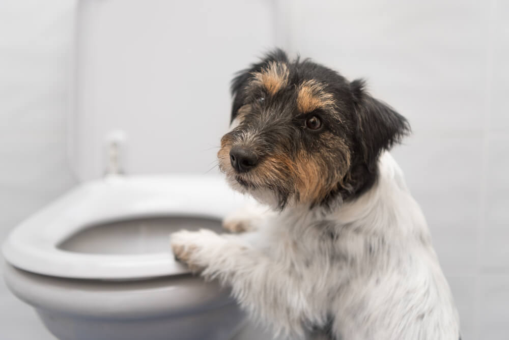 犬の下痢の原因はなに？