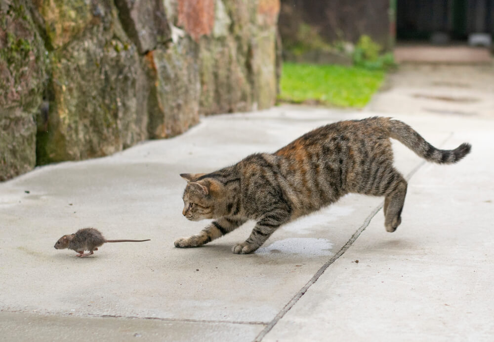 猫はなんでよく寝るの？ずっと寝ていても大丈夫？