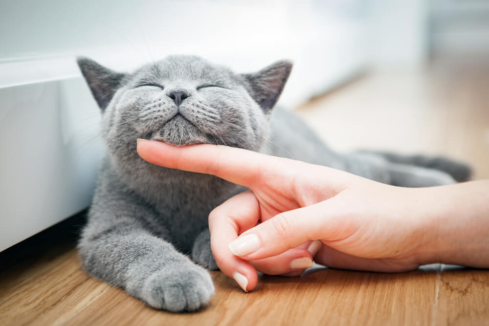 ブリティッシュショートヘアの飼い方のポイント