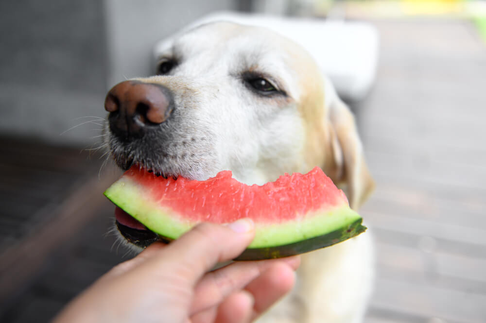 H2 スイカは犬の体に良いの？